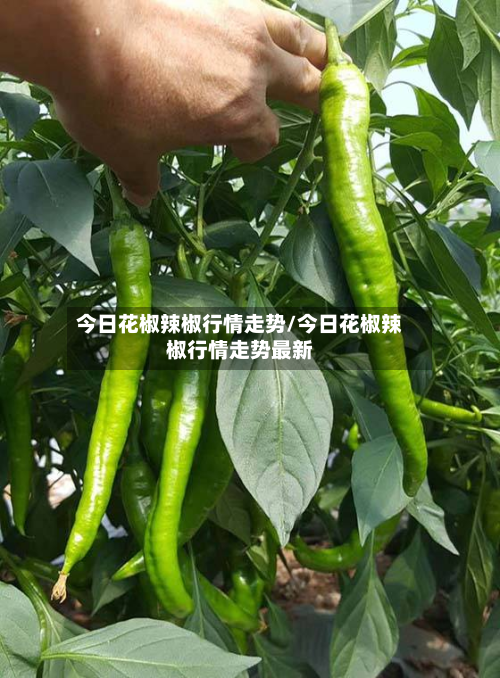 今日花椒辣椒行情走势/今日花椒辣椒行情走势最新-第1张图片