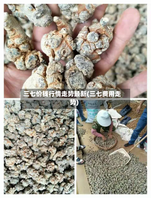 三七价钱行情走势最新(三七费用走势)-第1张图片
