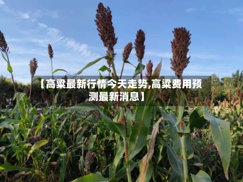 【高粱最新行情今天走势,高粱费用预测最新消息】-第2张图片