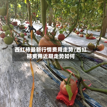 西红柿最新行情费用走势/西红柿费用近期走势如何-第2张图片