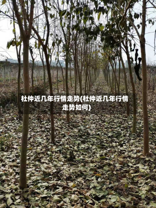 杜仲近几年行情走势(杜仲近几年行情走势如何)-第2张图片