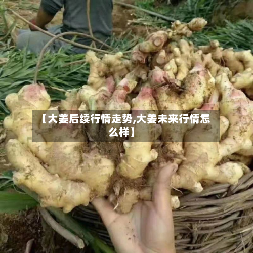 【大姜后续行情走势,大姜未来行情怎么样】-第2张图片