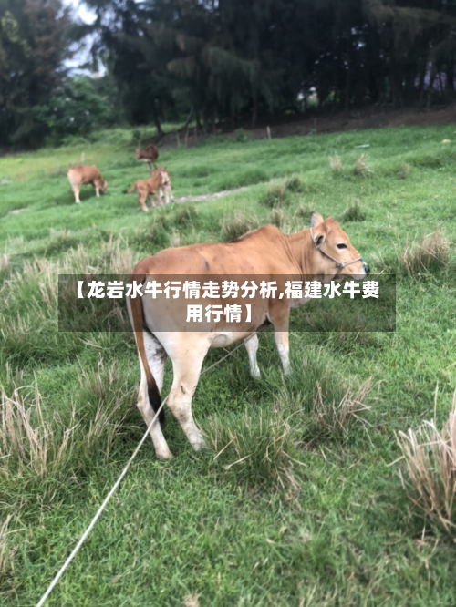 【龙岩水牛行情走势分析,福建水牛费用行情】-第3张图片
