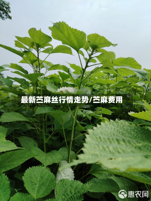 最新苎麻丝行情走势/苎麻费用-第1张图片