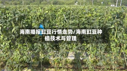 海南播报豇豆行情走势/海南豇豆种植技术与管理-第1张图片