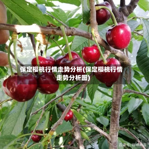 保定樱桃行情走势分析(保定樱桃行情走势分析图)-第1张图片
