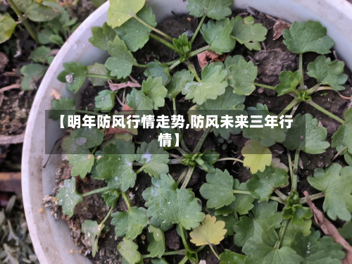 【明年防风行情走势,防风未来三年行情】-第2张图片