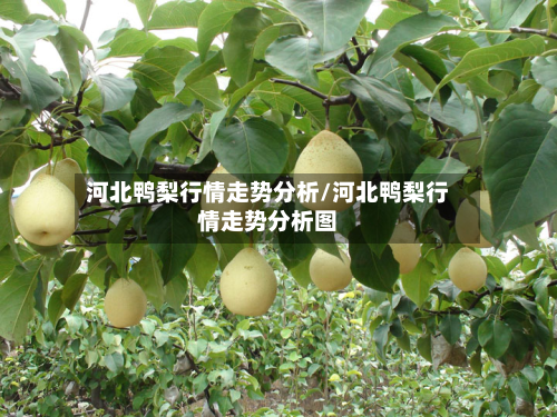 河北鸭梨行情走势分析/河北鸭梨行情走势分析图-第1张图片