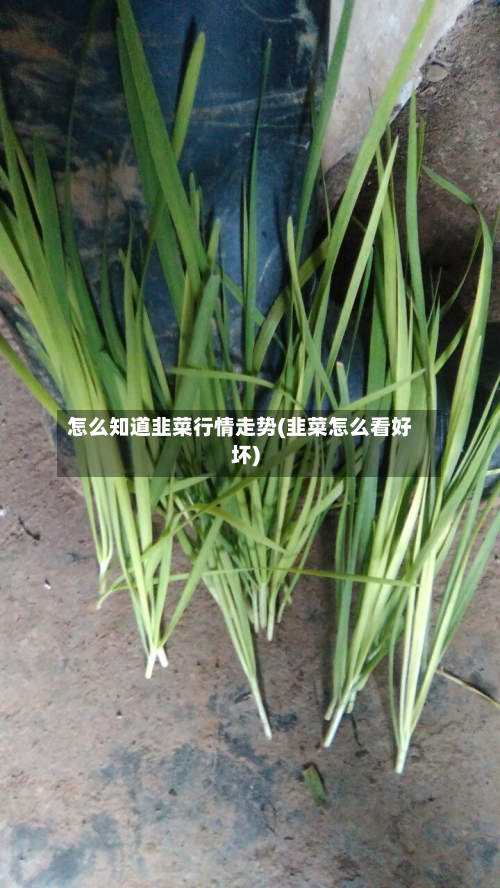 怎么知道韭菜行情走势(韭菜怎么看好坏)-第1张图片