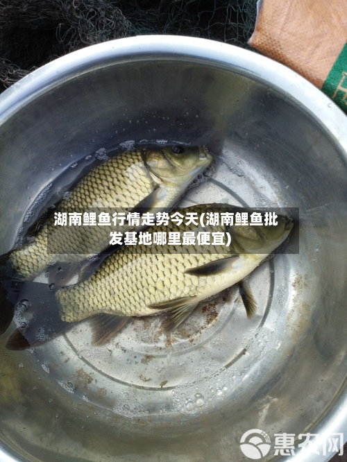 湖南鲤鱼行情走势今天(湖南鲤鱼批发基地哪里最便宜)-第2张图片