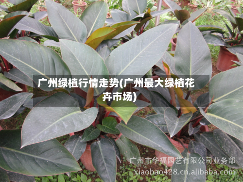 广州绿植行情走势(广州最大绿植花卉市场)-第1张图片