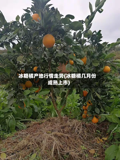 冰糖橘产地行情走势(冰糖橘几月份成熟上市)-第2张图片