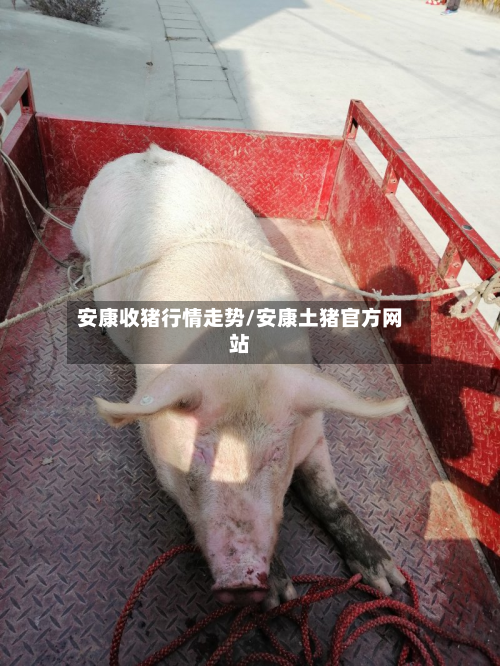 安康收猪行情走势/安康土猪官方网站-第1张图片