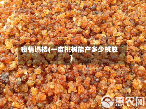 疫情塌楼(一亩桃树能产多少桃胶)-第2张图片