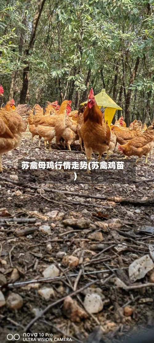苏禽母鸡行情走势(苏禽鸡苗)-第1张图片