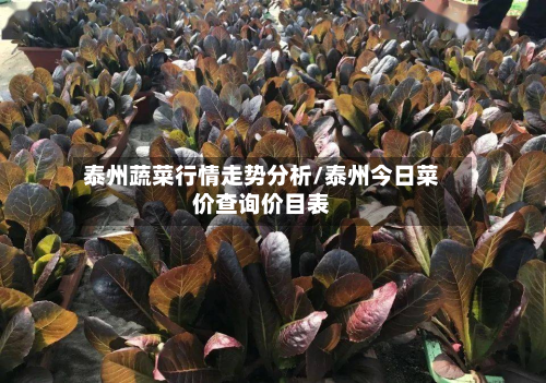 泰州蔬菜行情走势分析/泰州今日菜价查询价目表-第1张图片