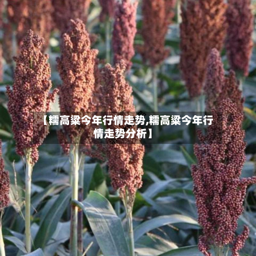 【糯高粱今年行情走势,糯高粱今年行情走势分析】-第2张图片