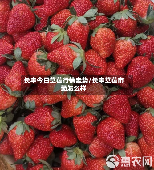 长丰今日草莓行情走势/长丰草莓市场怎么样-第1张图片