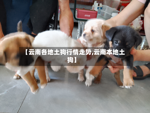 【云南各地土狗行情走势,云南本地土狗】-第1张图片