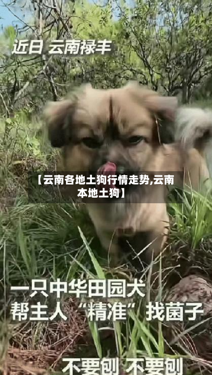 【云南各地土狗行情走势,云南本地土狗】-第2张图片