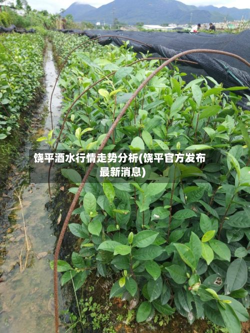 饶平酒水行情走势分析(饶平官方发布最新消息)-第2张图片