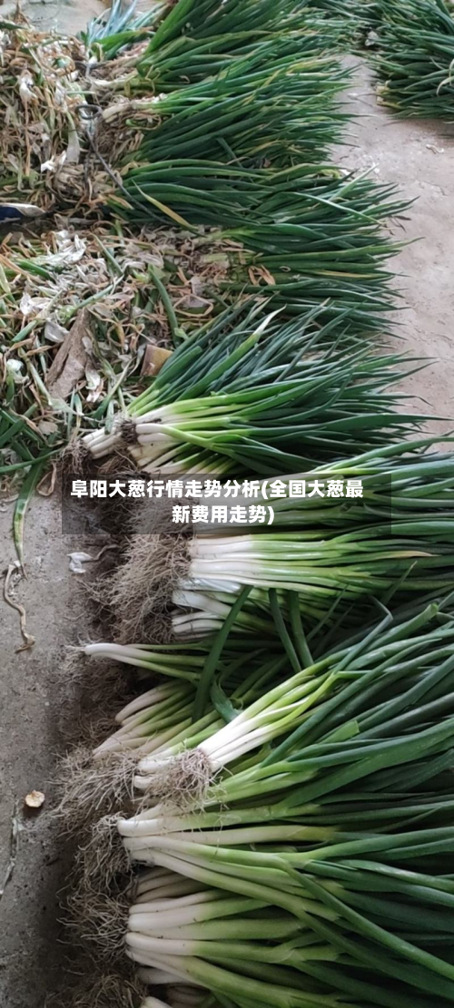 阜阳大葱行情走势分析(全国大葱最新费用走势)-第1张图片
