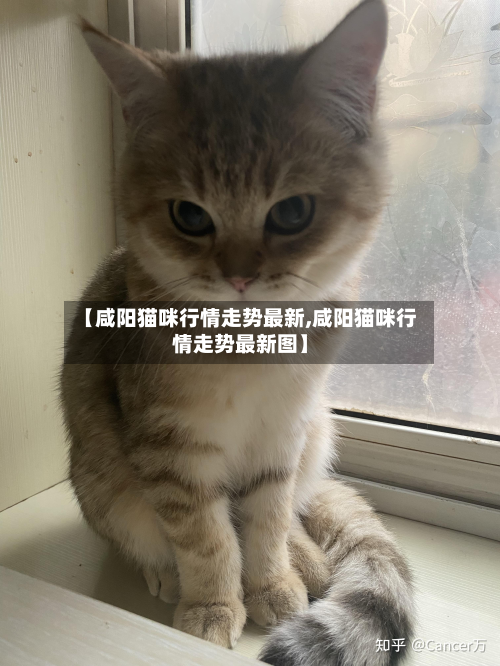 【咸阳猫咪行情走势最新,咸阳猫咪行情走势最新图】-第1张图片
