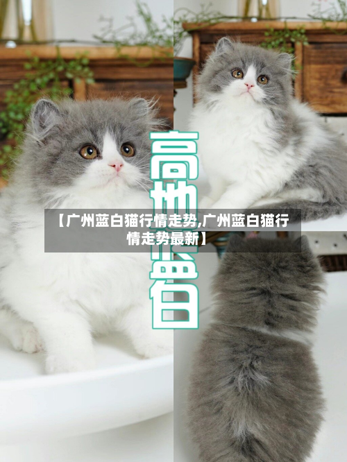 【广州蓝白猫行情走势,广州蓝白猫行情走势最新】-第1张图片