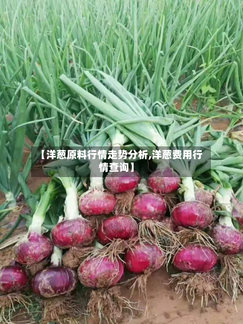 【洋葱原料行情走势分析,洋葱费用行情查询】-第1张图片