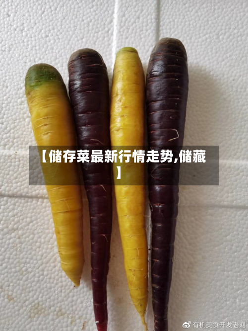 【储存菜最新行情走势,储藏】-第2张图片