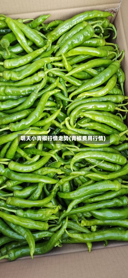 明天小青椒行情走势(青椒费用行情)-第1张图片