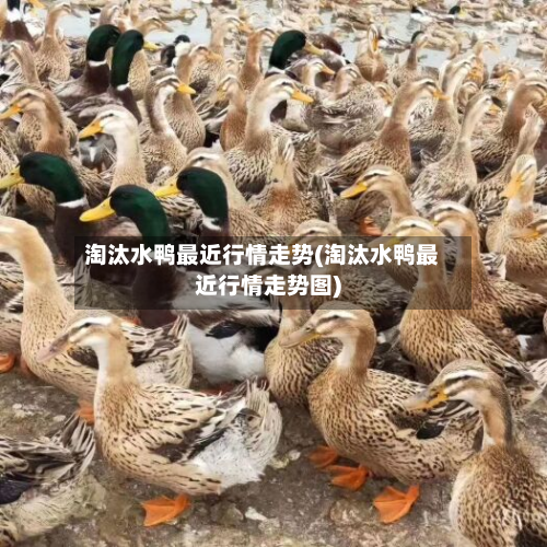 淘汰水鸭最近行情走势(淘汰水鸭最近行情走势图)-第1张图片