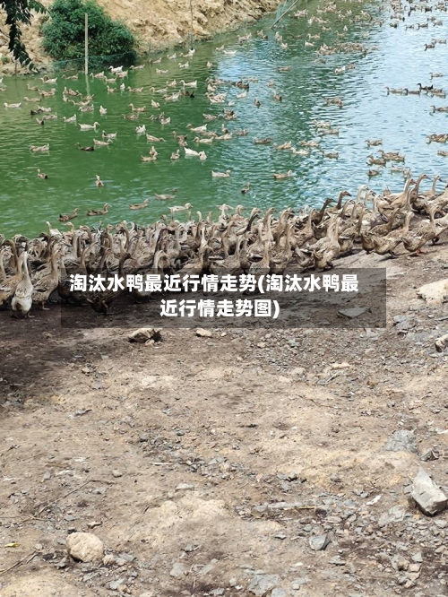 淘汰水鸭最近行情走势(淘汰水鸭最近行情走势图)-第2张图片