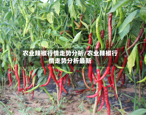 农业辣椒行情走势分析/农业辣椒行情走势分析最新-第1张图片