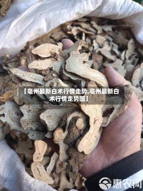 【亳州最新白术行情走势,亳州最新白术行情走势图】-第1张图片