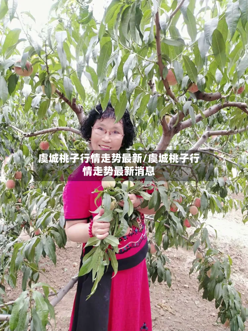 虞城桃子行情走势最新/虞城桃子行情走势最新消息-第1张图片