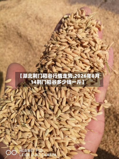 【湖北荆门稻谷行情走势,2026年8月14荆门稻谷多少钱一斤】-第2张图片