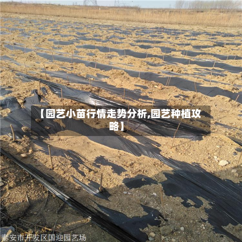【园艺小苗行情走势分析,园艺种植攻略】-第1张图片