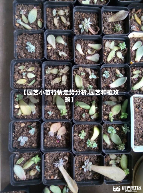 【园艺小苗行情走势分析,园艺种植攻略】-第2张图片