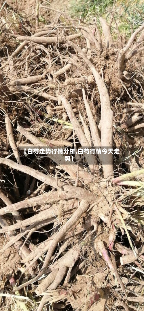 【白芍走势行情分析,白芍行情今天走势】-第2张图片