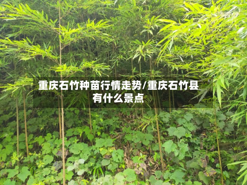 重庆石竹种苗行情走势/重庆石竹县有什么景点-第1张图片