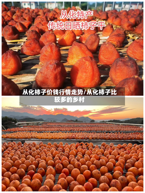从化柿子价钱行情走势/从化柿子比较多的乡村-第1张图片