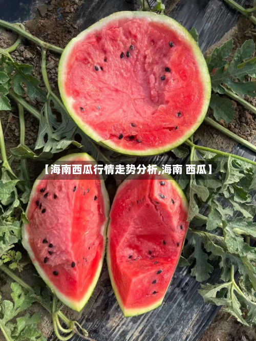 【海南西瓜行情走势分析,海南 西瓜】-第1张图片