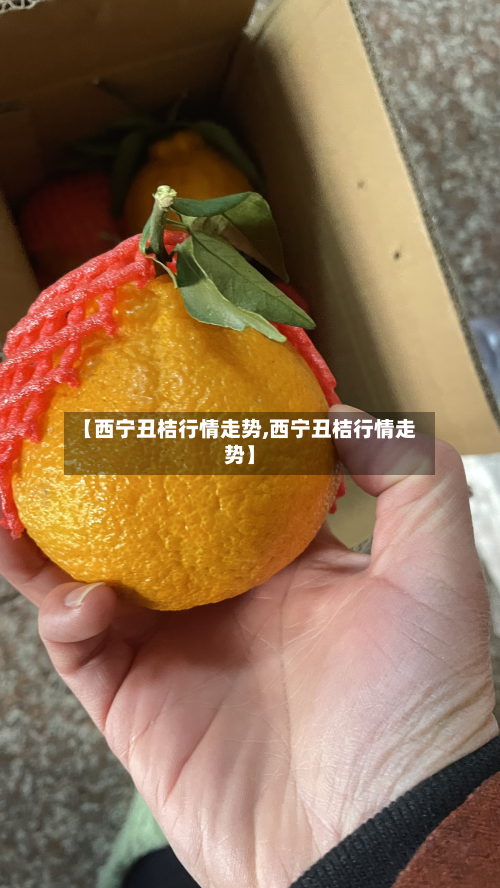 【西宁丑桔行情走势,西宁丑桔行情走势】-第1张图片