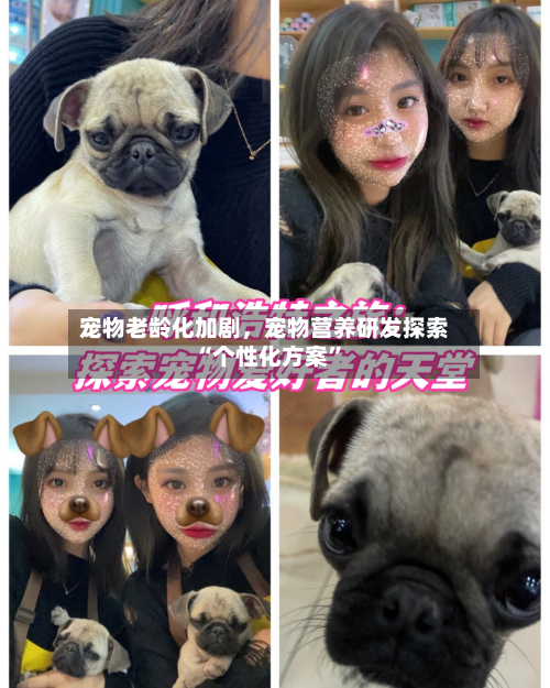 宠物老龄化加剧，宠物营养研发探索“个性化方案	”-第1张图片