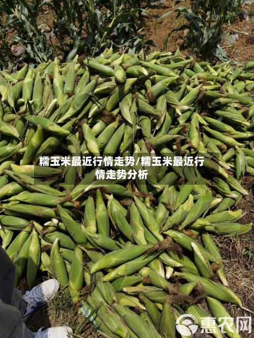 糯玉米最近行情走势/糯玉米最近行情走势分析-第1张图片