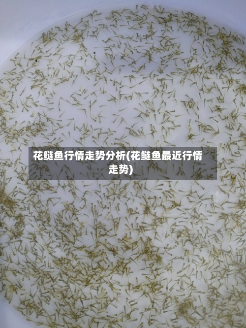花鲢鱼行情走势分析(花鲢鱼最近行情走势)-第1张图片