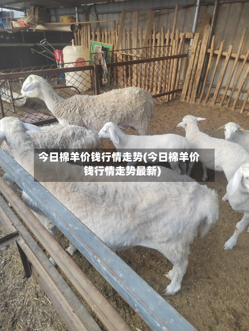 今日棉羊价钱行情走势(今日棉羊价钱行情走势最新)-第1张图片