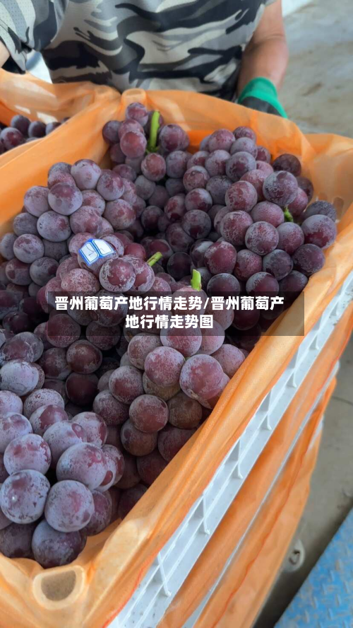 晋州葡萄产地行情走势/晋州葡萄产地行情走势图-第2张图片