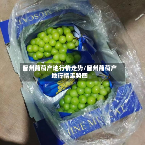 晋州葡萄产地行情走势/晋州葡萄产地行情走势图-第3张图片
